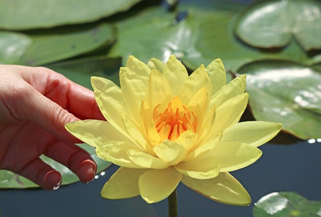 Main de femme touchant une belle Nymphaea jaune Joey Tomocik avec soin