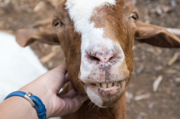 main de femme touchant la tête de mouton souriante.