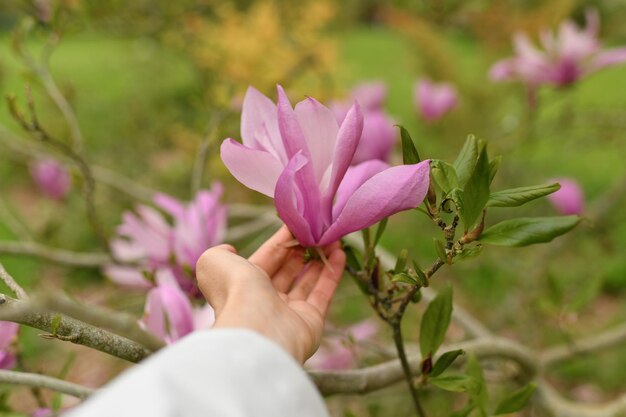 La main d'une femme touche une fleur de magnolia