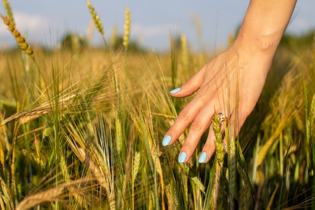 La main de la femme touche les jeunes épis de blé au coucher du soleil ou au lever du soleil.