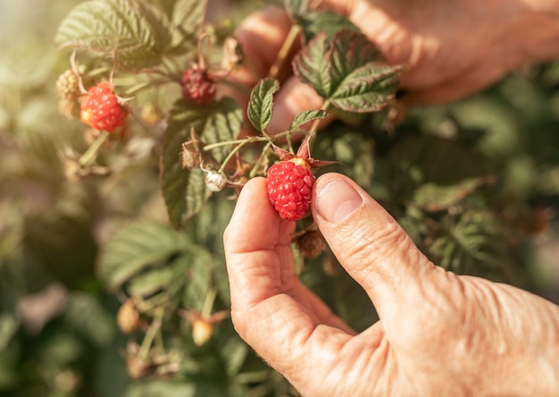 Main de femmes ramassant des fruits de framboise rouge du buisson de jardin baies fraîches mûres sur une branche se bouchent