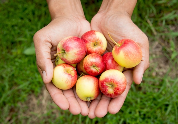 Main de fermier tenant des pommes