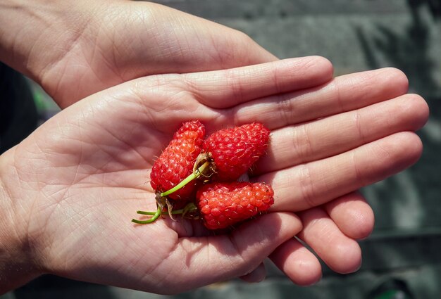 La main avec des framboises rouges.