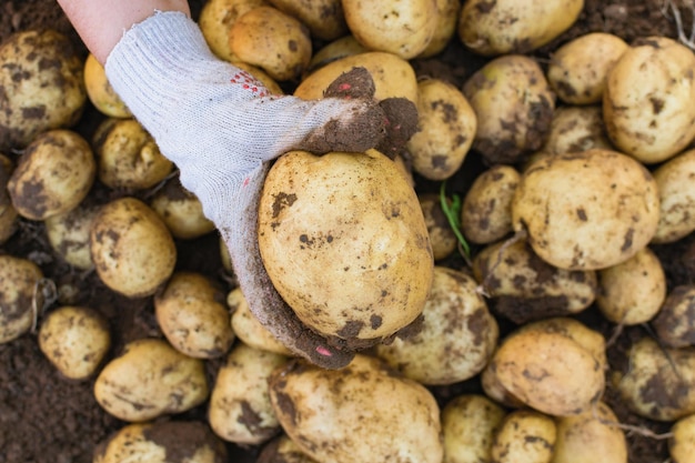 La main gantée d'un agriculteur tient un gros tubercule de pomme de terre