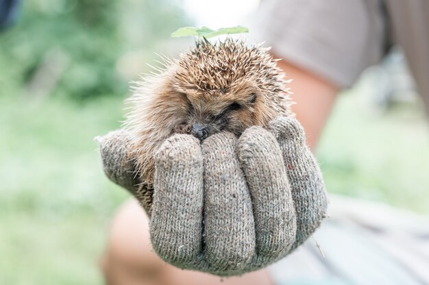 La main gantée d'un homme tient un mignon petit hérisson épineux sauvage recroquevillé en boule et avec une feuille verte sur la tête. sauvetage et soins des animaux, protection de l'environnement. concept rustique et nature