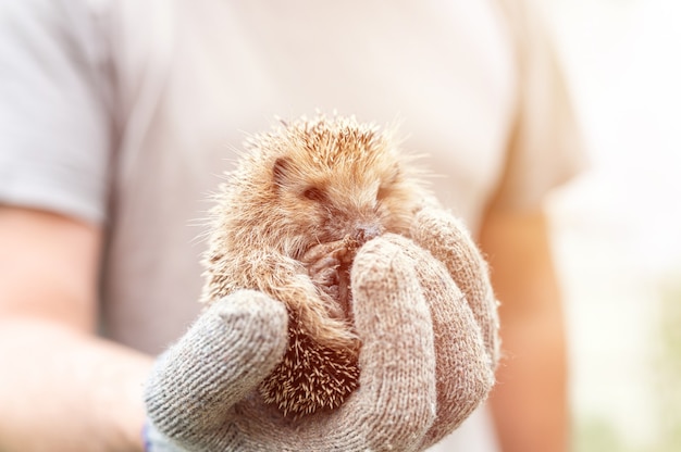 La main gantée d'un homme tient un mignon petit hérisson épineux sauvage recroquevillé en boule. sauvetage et soins des animaux, protection de l'environnement. concept rustique et nature. éclater