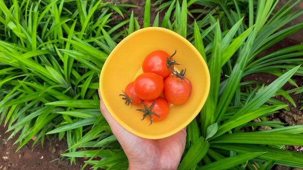 Main gauche tenant un bol jaune rempli de tomates rouges sur fond de plante pandanus 03