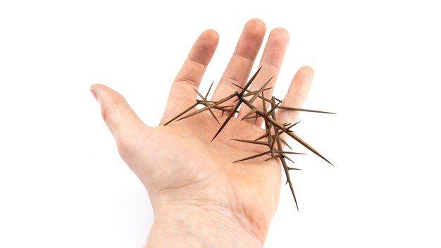 Main avec de grandes pointes d'acacia épineux sur un fond blanc isolé. Notion de danger.