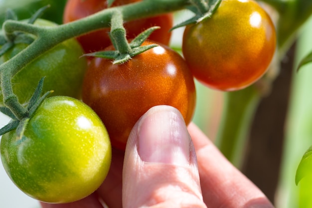 La main en gros plan prend une tomate cerise rouge d'une branche. Le concept de nutrition naturelle saine, régime alimentaire, alimentation saine.