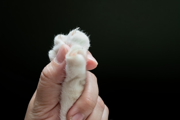 La main de l'homme attrape la patte du chat avant de couper l'ongle du chat