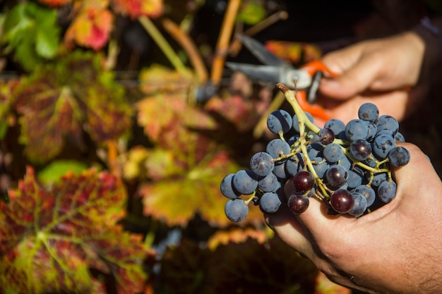 Photo main d'homme avec des ciseaux coupant des grappes de raisin au moment de la récolte pour l'alimentation ou la vinification
