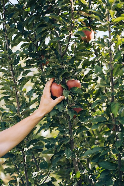 la main d'un homme cueille une pomme d'une branche, récoltant de son jardin