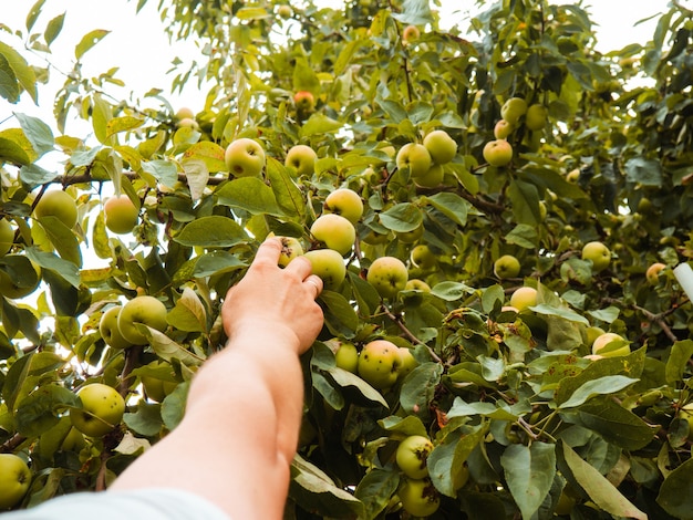 La main d'un homme cueille une pomme d'une branche