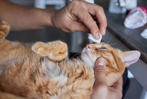 Main d'homme nettoyant ses yeux de chat avec un coton