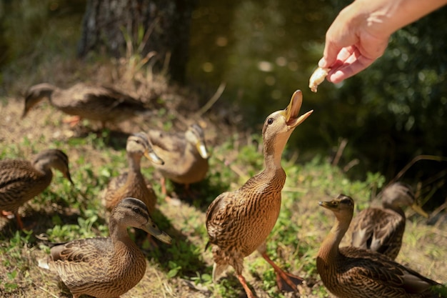 Main de l'homme nourrissant de drôles de canards gris sauvages ouvrant la bouche dans la forêt d'été à l'extérieur des oiseaux et des soins aux animaux