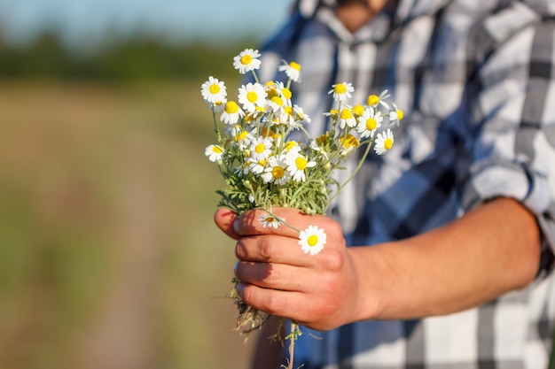 la main de l&#39;homme tenant un bouquet de marguerites, le concept de relation et d&#39;amour