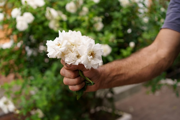 Main d'homme tenant un bouquet de roses blanches dans le jardin