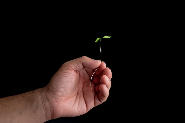 Photo la main de l'homme tenant un bourgeon végétal prendre soin de l'environnement en plantant des arbres et en luttant contre le changement climatique