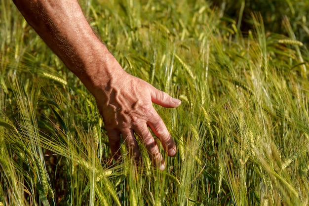 Main de l&#39;homme tenant des épices de blé dans un champ de blé