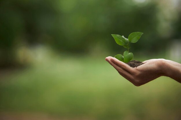 Main d'un homme tenant un petit arbre à planter Main tenant des germes pour faire pousser la nature