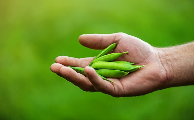 Main de l'homme tenant des pois verts frais.