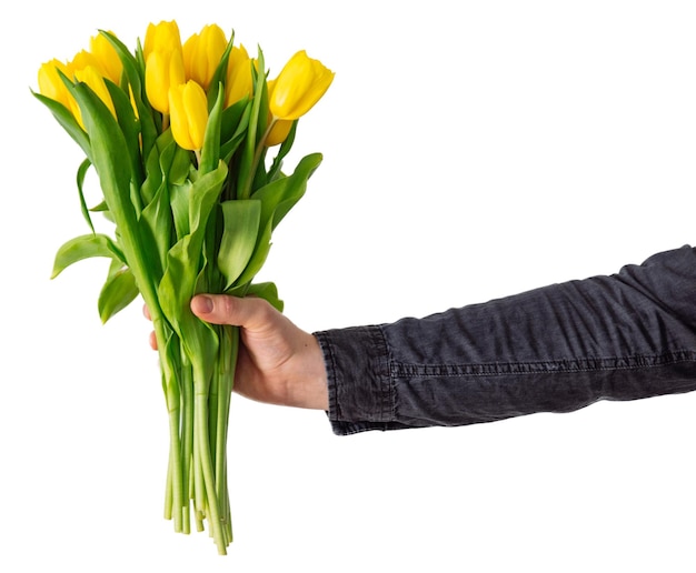 La main de l'homme tient le bouquet de tulipe jaune. symbole de l'amour. isolé