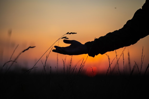 La main d'un homme touchant l'herbe Prendre soin de l'environnement L'écologie le concept de sauver le monde et d'aimer la nature par l'homme