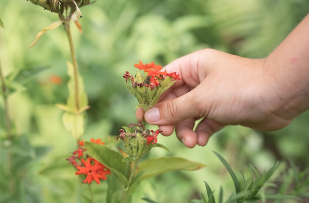 Main d'hommes tenant une petite fleur rouge poussant dans un pré en été