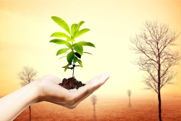 Une main humaine montre une plante cultivée sur un sol fertile avec des arbres stériles dans le champ de sécheresse