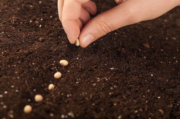 Main humaine plantant des graines dans un sol, gros plan