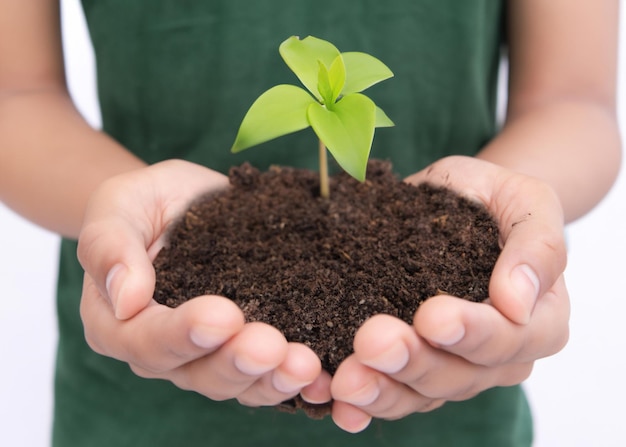 La main humaine plie soigneusement une petite plante