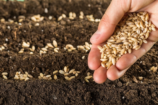 Main humaine tenant des céréales et jardinant en rangées