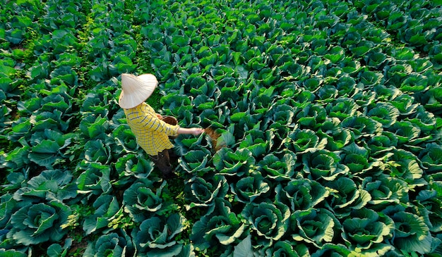 Main de jardinier femelle donnant de l'engrais chimique au potager de chou à la plantation