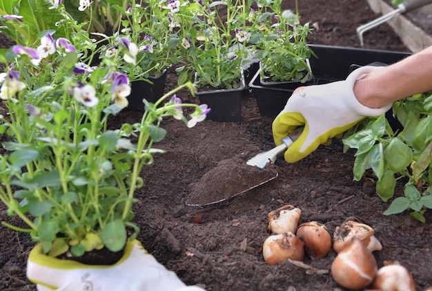 Main de jardinier plantant des fleurs d'alto sur le sol dans le jardin