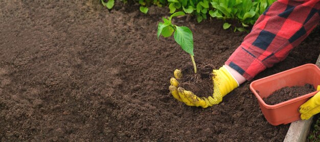 Main de jardinier plante potagère dans un sol fertile gants jaunes chemise rouge agriculteur culture biologique