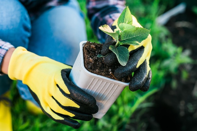 La main d'une jardinière en gants tient un semis de petit pommier dans ses mains se préparant à le planter dans le sol Concept de plantation d'arbres