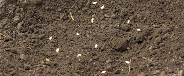 Main de jeune femme adulte plantant des graines de citrouille dans un sol sombre et frais