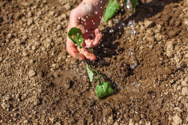 Main de jeune femme tenant une plante de semis juste plantée dans le sol, des gouttes d'eau tombant dessus.