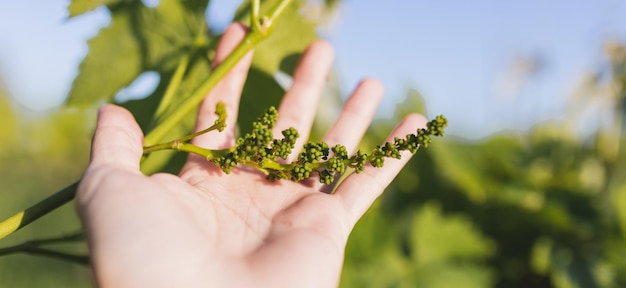 Main avec de jeunes raisins verts accrochés aux plants de vigne