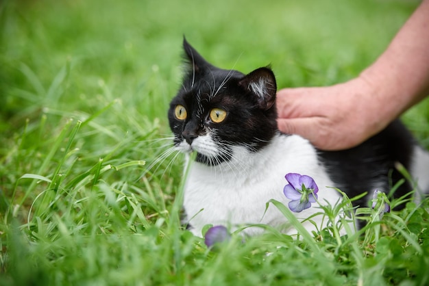 Main de maître caressant un chat