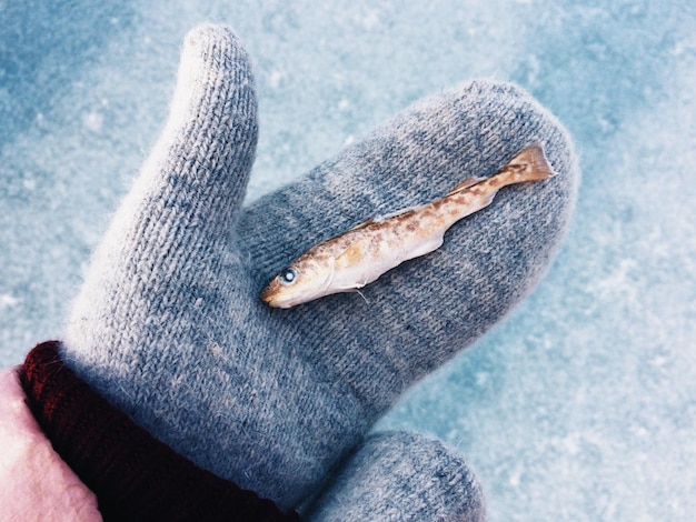 Photo main à manches tenant du poisson congelé