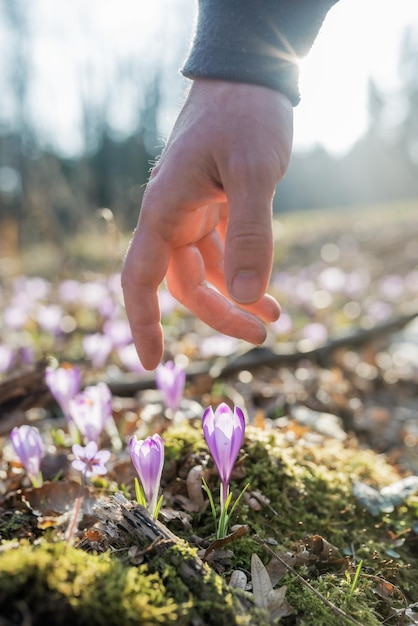 Main masculine descendant pour toucher une belle fleur de safran violet