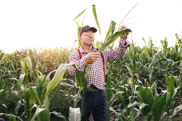 La main masculine examinant les jeunes plants de maïs agriculteur tient de jeunes feuilles de maïs dans sa main agricult de maïs maïs