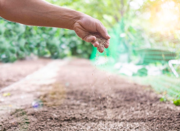 Main masculine semant des graines d'herbe dans le sol