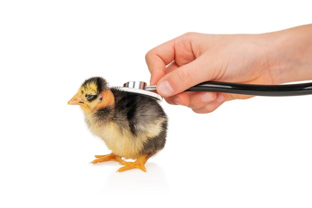 main médecin avec stéthoscope vérifie la santé d'un petit poussin isolé sur fond blanc