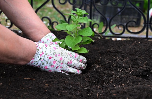 La main met le sol sous un pétunia Le concept de prendre soin des plantes et de cultiver des produits biologiques