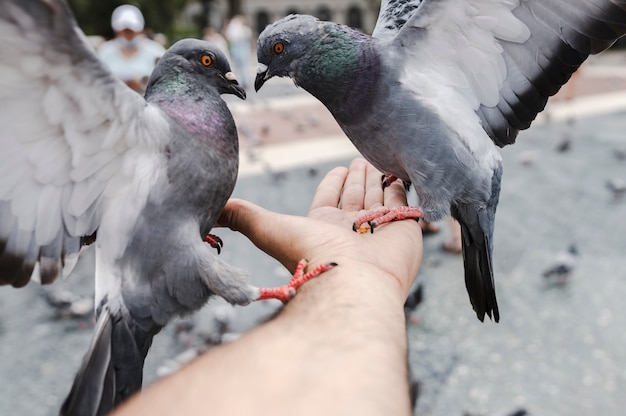 Photo main avec de la nourriture à donner aux pigeons