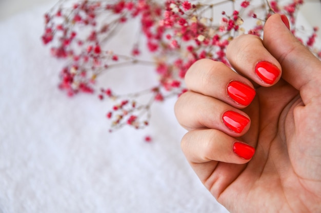 Main avec des ongles rouges sur fond de fleurs séchées. Manucure féminine. glamour belle manucure. Manucure d'hiver ou d'automne en rouge. Couleur de vernis à ongles à la mode