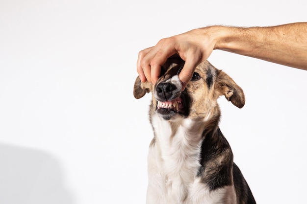 Main de personne sans visage regardant les dents de chien