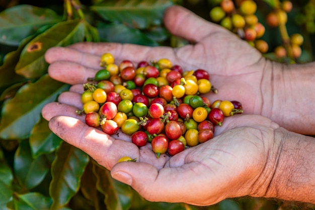 La main d'une personne tenant des grains de café sur l'arbre.